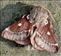1633 Small Eggar